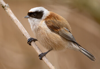 Eurasian Penduline Tit Bird