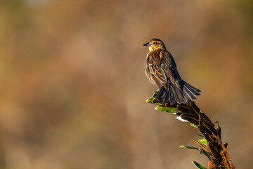 female Red-winged Blackbird, Swamp