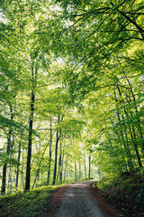 Obraz premium Sunlight Streaming Through a Lush Green Summer Forest, Magical Sun Rays Piercing Dense Canopy in Natural Light