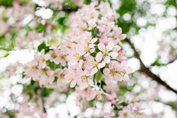 Early Spring Buds and Flowers Beginning to Bloom, Fresh Green Sprouts and Blossoms in Soft Natural Light