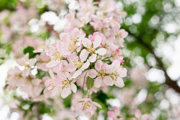 Obraz premium Early Spring Buds and Flowers Beginning to Bloom, Fresh Green Sprouts and Blossoms in Soft Natural Light