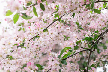 Fototapeta premium Early Spring Buds and Flowers Beginning to Bloom, Fresh Green Sprouts and Blossoms in Soft Natural Light
