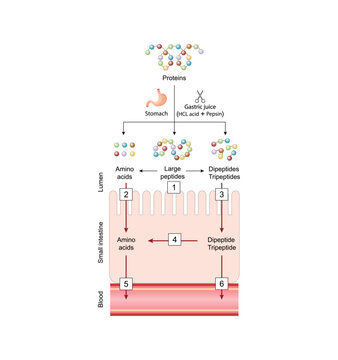 Protein digestion and Absorption. Proteins are broken down by enzymes into amino acids, dipeptides and tripeptides then tansported into the blood by transporters in the intestinal lining. Vector illus
