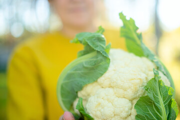 Close up of woman farmer hands holding cauliflower head in autumn harvest season. Organic vegetables, healthy food, natural farming and fiber rich diet, local produce grown with care.