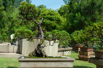 Mature bonsai tree with twisted trunk and dense green foliage growing in a rectangular stone container, displayed outdoors on grass among other bonsais and garden greenery.