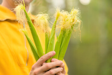 Close up of young corn in male hands. Harvest season, organic farming, natural food, rural life, healthy eating, homegrown produce, and pride of own agriculture.