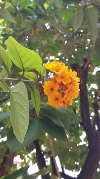 Cordia sebestena or Geiger tree. Cordia sebestena is widely planted throughout the tropics as an ornamental plant in gardens for its showy flowers. 