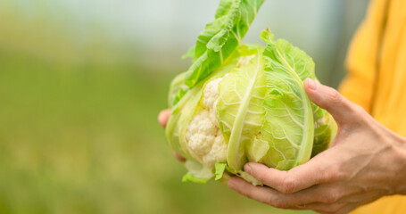 Fresh cauliflower in male hands. Organic farming, natural nutrition, rural life, seasonal vegetables, healthy eating, and farm harvest. Horizontal banner