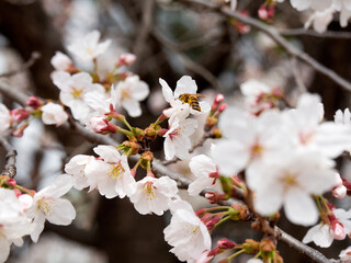 Cherry blossoms and honeybee in full bloom in spring
