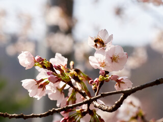 Cherry blossoms and honeybee in full bloom in spring © zzazzaru1