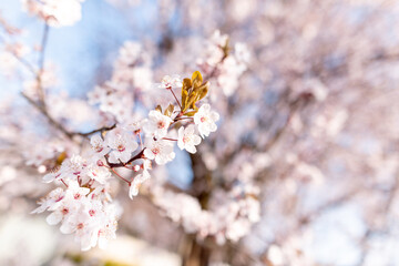 Obraz premium Early Spring Buds and Flowers Beginning to Bloom, Fresh Green Sprouts and Blossoms in Soft Natural Light