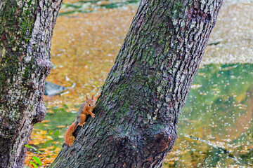 Autumn scenery in Yedig&ouml;ller, reflections and the waltz of colors in nature