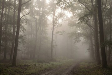 Fototapeta premium Misty forest path with tall trees and foggy atmosphere