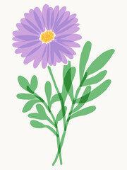 Aster flower botanical illustration