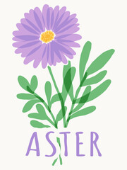 Aster flower botanical illustration