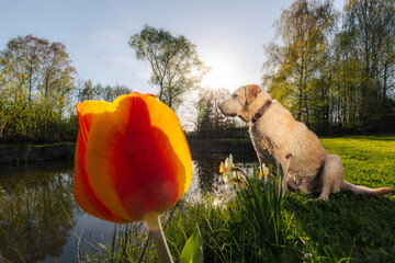 Wet labrador retriever sitting on pond shore during spring day next to blooming tulip. Showing contrast between playful dog and delicate flower in peaceful natural setting.