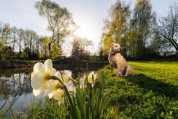 Wet labrador retriever sitting on pond shore during spring day next to blooming narcissus. Showing contrast between playful dog and delicate flower in peaceful natural setting.