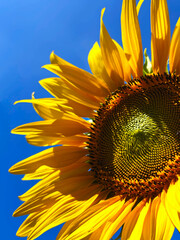Vibrant close-up of a sunflower with bright yellow petals against a clear blue sky.