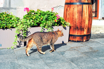 Shorthair Tabby cat with collar walks on street near potted geranium flowers, side view