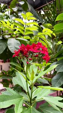 Jatropha integerrima, commonly known as peregrina or spicy jatropha flowers, blossoming nicely. Bright red flowers.