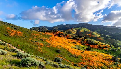 Fototapeta premium California Poppies Bloom on Rolling Hills Under a Cloudy Sky.