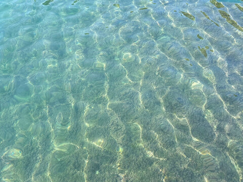 Transparent sea with dense seaweed background.