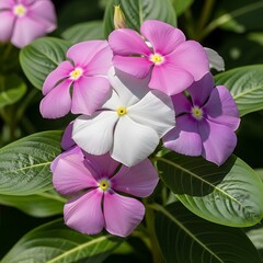 Group of pink and white vinca flowers with glossy green leaves in sunlight