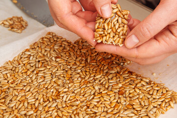 Homemade sunflower seed brittle being broken apart by hands on parchment paper