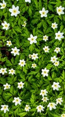 Carpet of Wood Anemones in Spring Sunlight.