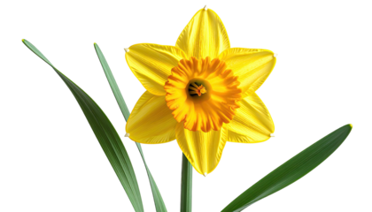 A vibrant yellow narcissus flower with orange center and green leaves against a black backdrop