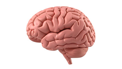 3D rendering of a pink human brain on a grid background