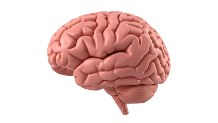 3D rendering of a pink human brain on a grid background