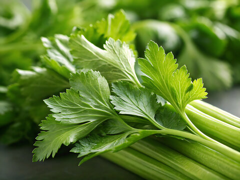 Fresh Celery Leaves