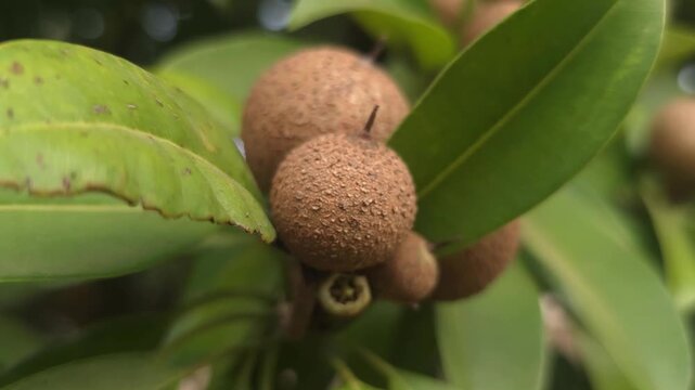 Close up shot of Chikoo Texture on tree, Fresh Naseberry Fruits on trees. 