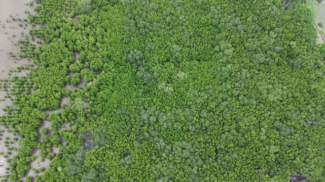 Aerial beautiful mangrove forest aerial top view at Pamekasan, Indonesia. Drone view