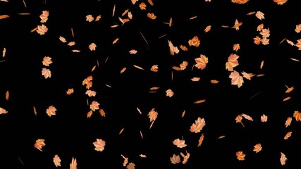 Autumn leaves falling 2d animation on black background. Small leaves fall off- Autumnal maple leaves rotation seamless looping. Festive design- Maple leaves falling down on dark background.