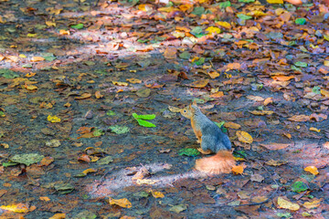 Autumn scenery in Yedig&ouml;ller, reflections and the waltz of colors in nature