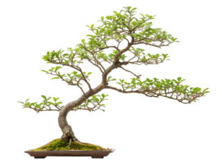 bonsai tree isolated