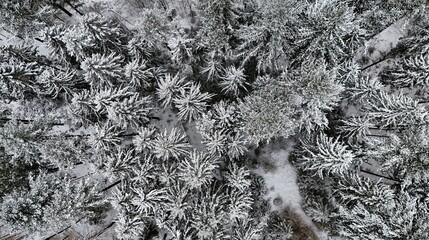 Aerial View of Snow-Covered Winter Forest from Above