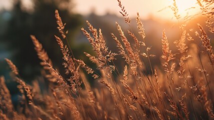 Obraz premium Delicate golden grass in a field at sunset, a tranquil scene for nature-inspired design and background. Autumn harvest season.