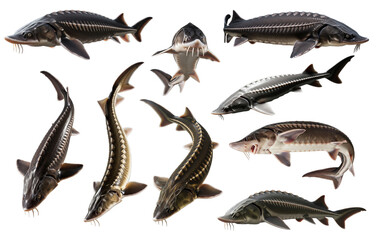 Types of sturgeon: Atlantic, Russian, Siberian and beluga.
