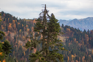 Tall evergreen trees stand in a mountain forest. The landscape shows patches of orange and yellow foliage with distant mountains and cloudy sky in the background.