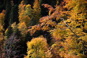 Leaves turn orange and yellow in a forest as autumn sets in. Sunlight filters through trees, highlighting the natural beauty of the season and the change in foliage.
