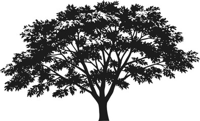 Fototapeta premium Large leafy tree silhouette with broad canopy and detailed branches on a white background