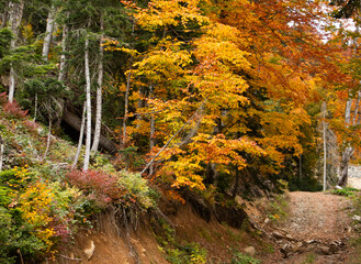 Tall trees with bright orange and yellow leaves line a dirt path in a forest. The ground shows fallen leaves and soil. The scene captures the essence of autumn.