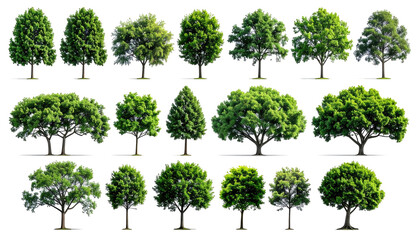 Assorted digitally rendered trees of varying shapes and sizes on a black background