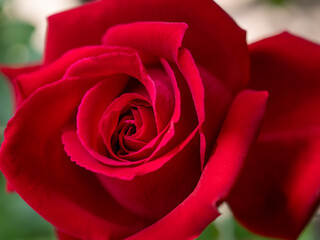 赤い薔薇　バラ