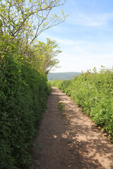 Obraz premium View along a Somerset country track in Spring, Somerset England 