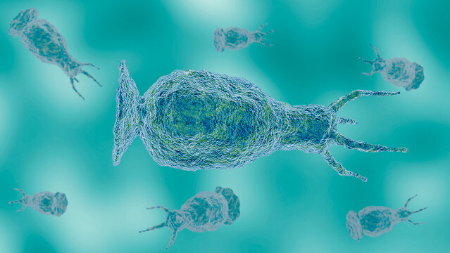 Naegleria fowleri, a brain-eating amoeba, suspended in a microscopic environment, causing a rare and serious brain infection