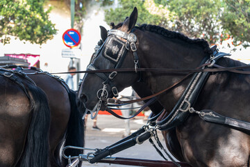 Equestrian artistry on display, horses perform dressage in the vibrant setting of Malaga Fair, a gem of Spanish tradition and festivity